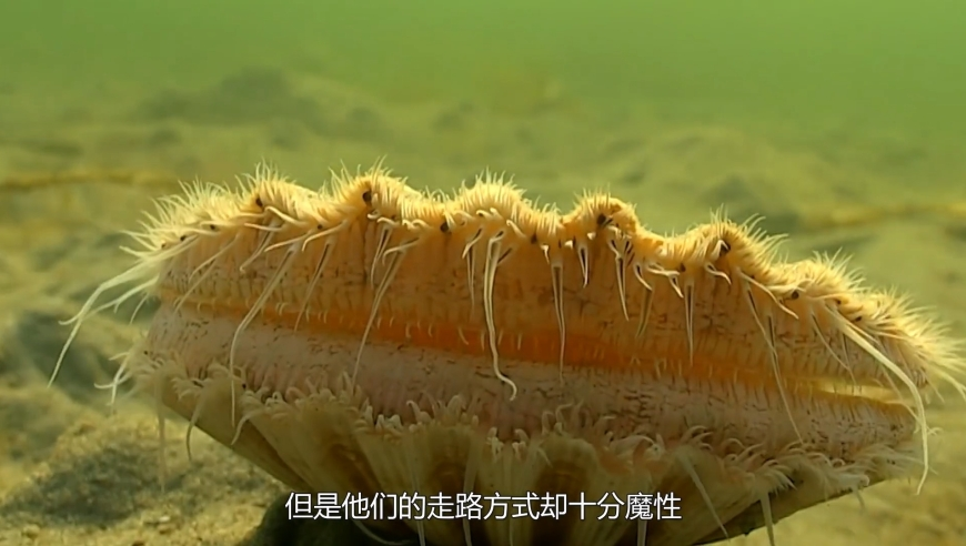 张凌赫 爸妈爷奶都知道了,澳门六开奖结果历史查询,详细释义解释落实_游戏版V9.6